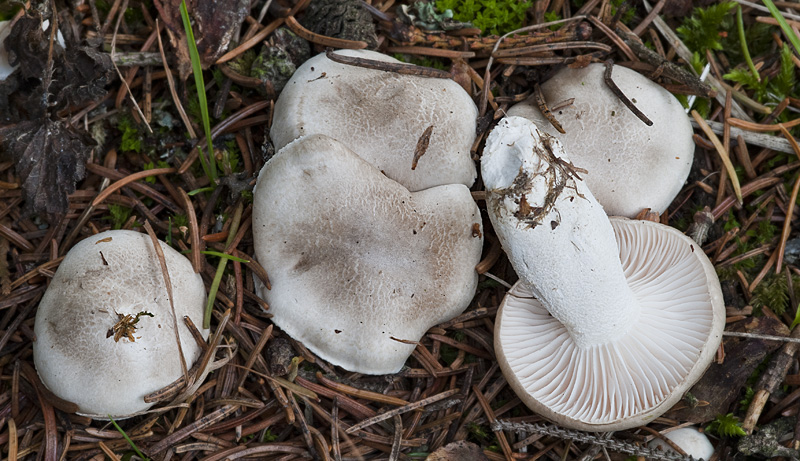 Hygrophorus agathosmus